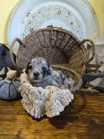Ruby, a female Pomapoo and Miniature Dachshund for sale in Britt, IA – 1 of 8