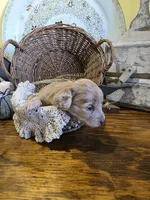 Lulu, a female Pomapoo and Miniature Dachshund for sale in Britt, IA – 5 of 8