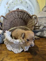 Penny, a female Pomapoo and Miniature Dachshund for sale in Britt, IA – 6 of 6