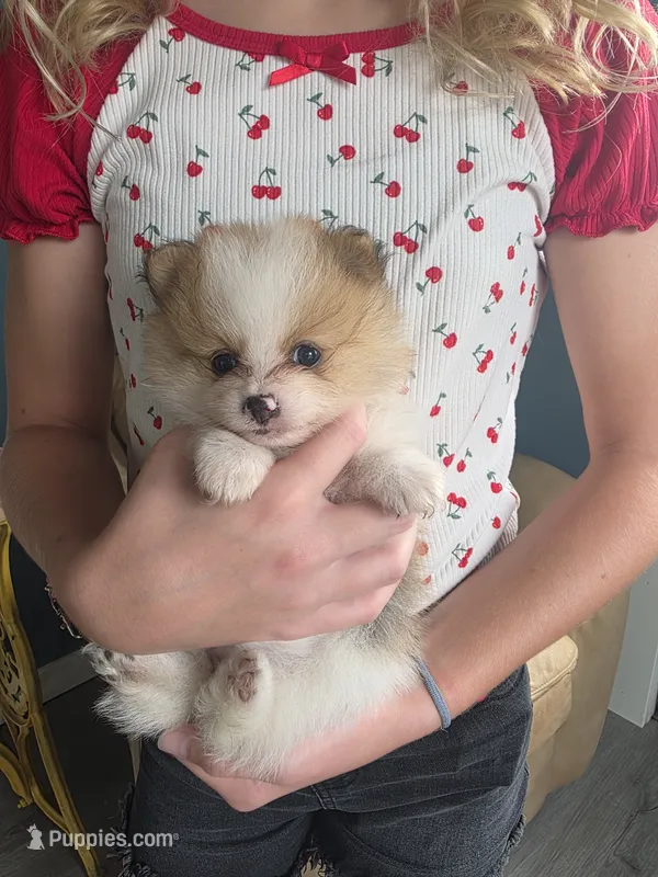 Evie – Pomeranian puppy for sale in Britt, IA