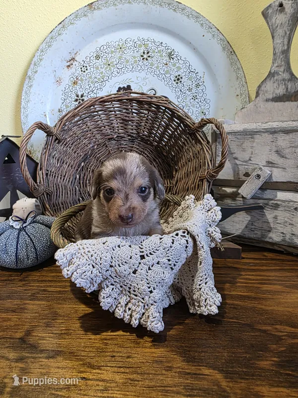 Lyla – Pomapoo, Miniature Dachshund puppy for sale in Britt, IA
