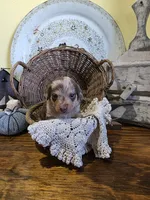 Lyla, a female Pomapoo and Miniature Dachshund for sale in Britt, IA – 1 of 6