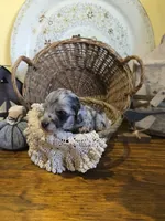 Ruby, a female Pomapoo and Miniature Dachshund for sale in Britt, IA – 2 of 8