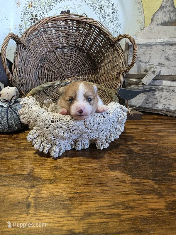 Maya – Pomeranian puppy for sale in Britt, IA