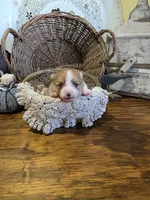 Maya, a female Pomeranian for sale in Britt, IA – 1 of 8
