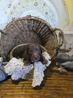 Max, a male Pomapoo and Miniature Dachshund for sale in Britt, IA – 1 of 8