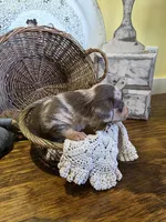 Lyla, a female Pomapoo and Miniature Dachshund for sale in Britt, IA – 3 of 6