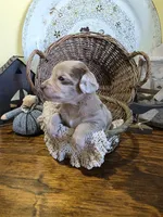 Lulu, a female Pomapoo and Miniature Dachshund for sale in Britt, IA – 2 of 8
