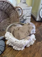 Lulu, a female Pomapoo and Miniature Dachshund for sale in Britt, IA – 3 of 8