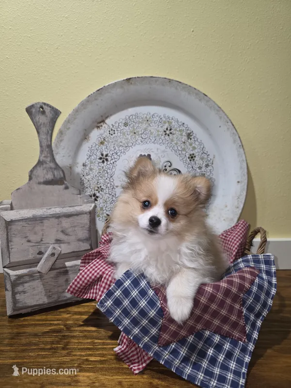 Nova  – Pomeranian puppy for sale in Britt, IA