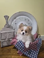Nova , a female Pomeranian for sale in Britt, IA – 1 of 10