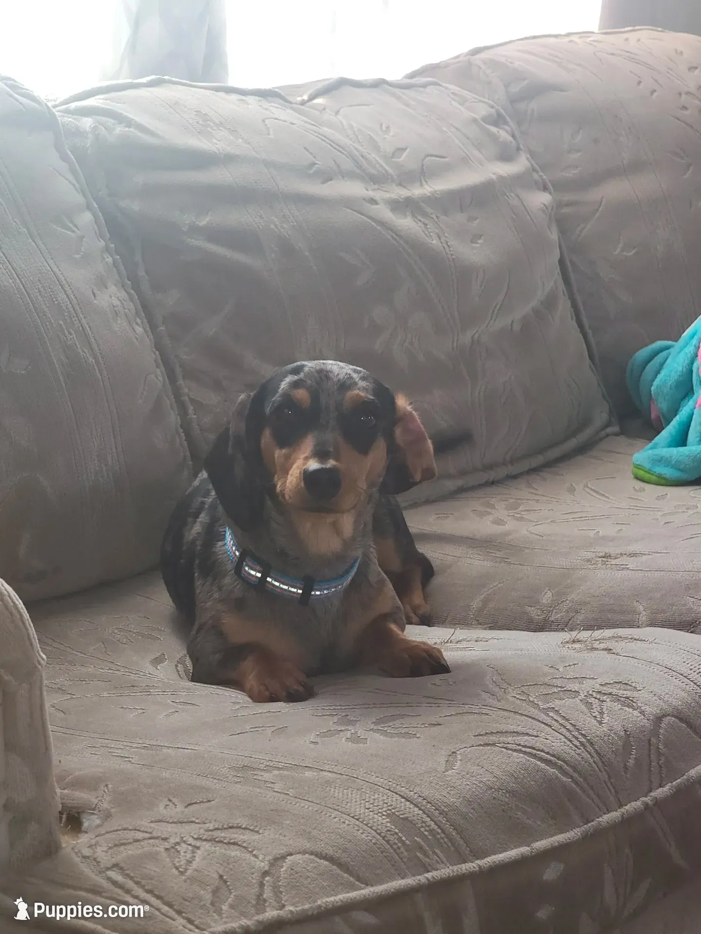 Max, a male Pomapoo and Miniature Dachshund for sale in Britt, IA – 7 of 8