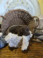 Max, a male Pomapoo and Miniature Dachshund for sale in Britt, IA – 5 of 8