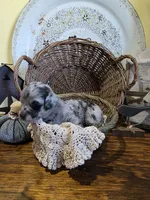 Ruby, a female Pomapoo and Miniature Dachshund for sale in Britt, IA – 6 of 8