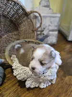 Nova , a female Pomeranian for sale in Britt, IA – 4 of 8