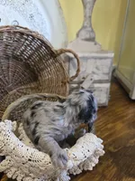 Ruby, a female Pomapoo and Miniature Dachshund for sale in Britt, IA – 3 of 8