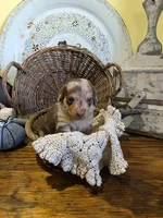 Lyla, a female Pomapoo and Miniature Dachshund for sale in Britt, IA – 2 of 6