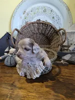 Lulu, a female Pomapoo and Miniature Dachshund for sale in Britt, IA – 6 of 8