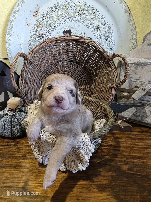 Lulu – Pomapoo, Miniature Dachshund puppy for sale in Britt, IA
