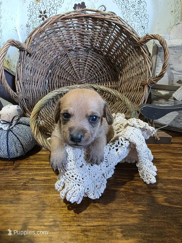 Benny – Pomapoo, Miniature Dachshund puppy for sale in Britt, IA