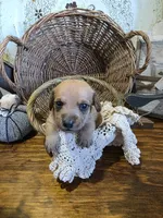 Benny, a male Pomapoo and Miniature Dachshund for sale in Britt, IA – 1 of 8
