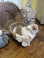 Evie, a female Pomeranian for sale in Britt, IA – 4 of 7