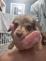 Lyla, a female Pomapoo and Miniature Dachshund for sale in Britt, IA – 6 of 6