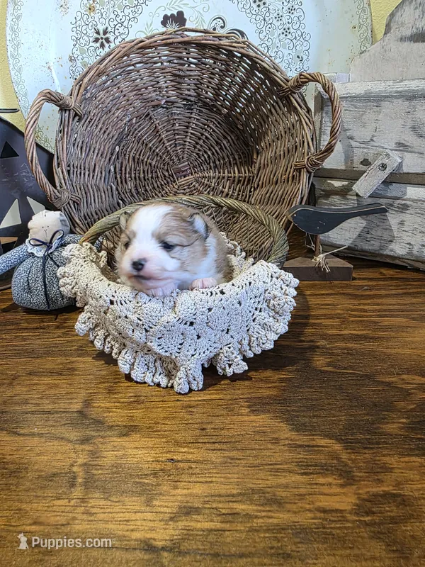 Nova  – Pomeranian puppy for sale in Britt, IA