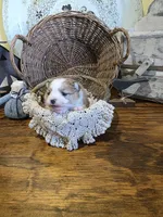 Nova , a female Pomeranian for sale in Britt, IA – 1 of 8