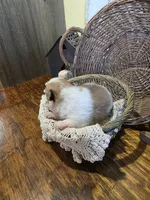 Evie, a female Pomeranian for sale in Britt, IA – 3 of 7