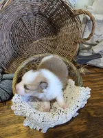 Evie, a female Pomeranian for sale in Britt, IA – 2 of 7