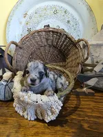 Ruby, a female Pomapoo and Miniature Dachshund for sale in Britt, IA – 4 of 8