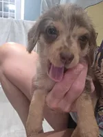 Lyla, a female Pomapoo and Miniature Dachshund for sale in Britt, IA – 5 of 6