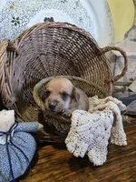 Benny, a male Pomapoo and Miniature Dachshund for sale in Britt, IA – 5 of 8
