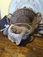 Penny, a female Pomapoo and Miniature Dachshund for sale in Britt, IA – 5 of 6