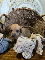 Benny, a male Pomapoo and Miniature Dachshund for sale in Britt, IA – 4 of 8