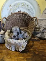 Ruby, a female Pomapoo and Miniature Dachshund for sale in Britt, IA – 5 of 8