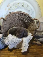 Max, a male Pomapoo and Miniature Dachshund for sale in Britt, IA – 4 of 8