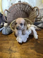 Benny, a male Pomapoo and Miniature Dachshund for sale in Britt, IA – 2 of 8