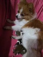 Evie, a female Pomeranian for sale in Britt, IA – 7 of 7