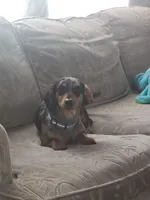 Ruby, a female Pomapoo and Miniature Dachshund for sale in Britt, IA – 7 of 8
