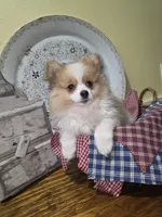Nova , a female Pomeranian for sale in Britt, IA – 3 of 10