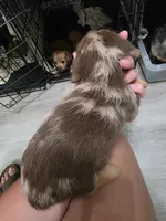 Lyla, a female Pomapoo and Miniature Dachshund for sale in Britt, IA – 4 of 6