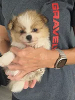 Nova , a female Pomeranian for sale in Britt, IA – 6 of 10