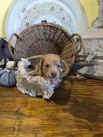 Penny, a female Pomapoo and Miniature Dachshund for sale in Britt, IA – 4 of 6