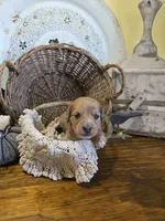 Penny, a female Pomapoo and Miniature Dachshund for sale in Britt, IA – 2 of 6