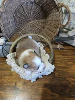 Nova , a female Pomeranian for sale in Britt, IA – 5 of 8