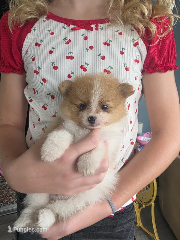Maya – Pomeranian puppy for sale in Britt, IA