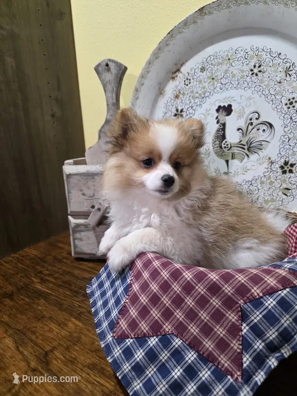 Nova  – Pomeranian puppy for sale in Britt, IA