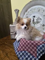 Nova , a female Pomeranian for sale in Britt, IA – 2 of 10